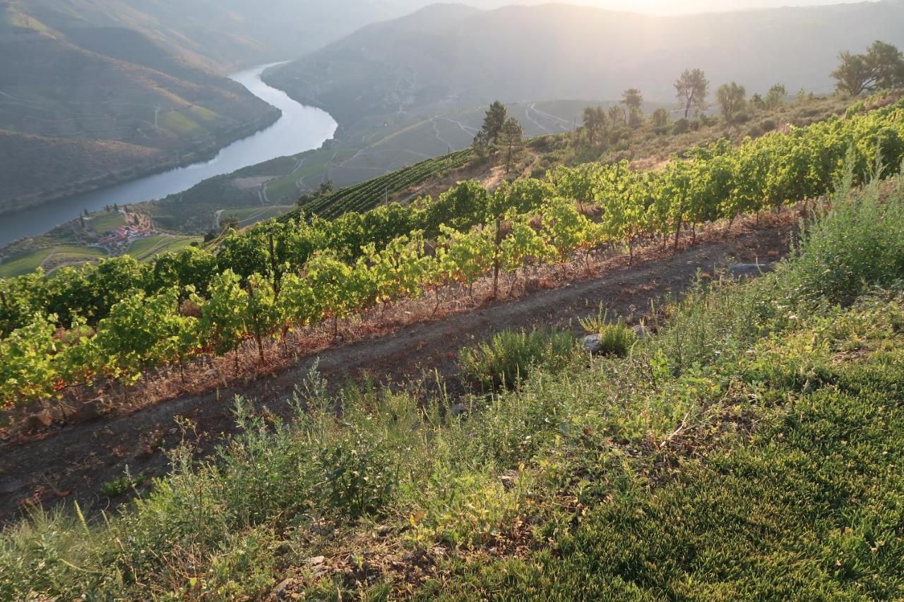 Stay At The Winemaker Ervedosa do Douro Exterior foto